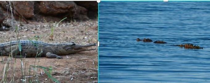 First croc at Cobbold Gorge, the second at Lake Moondarra. Photos: Derek Barry