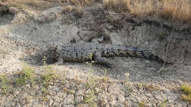 This dead crocodile was spotted near Karumba on Thursday.