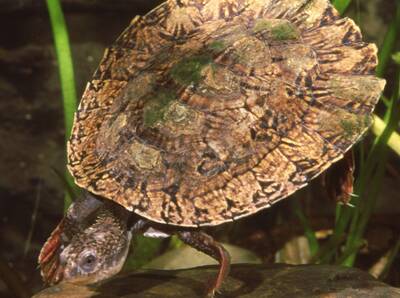 The freshwater turtle, Elseya oneiros, commonly known as the Gulf Snapping Turtle, lives in deep water pools in the Nicholson and Gregory Rivers.