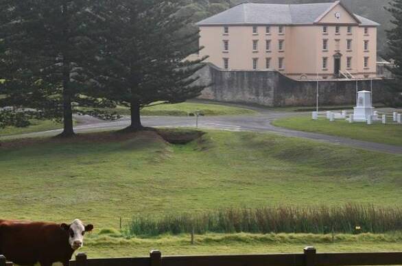 MOO WITH A VIEW: Cow enjoys the world heritage site of Kingston on Norfolk Island.