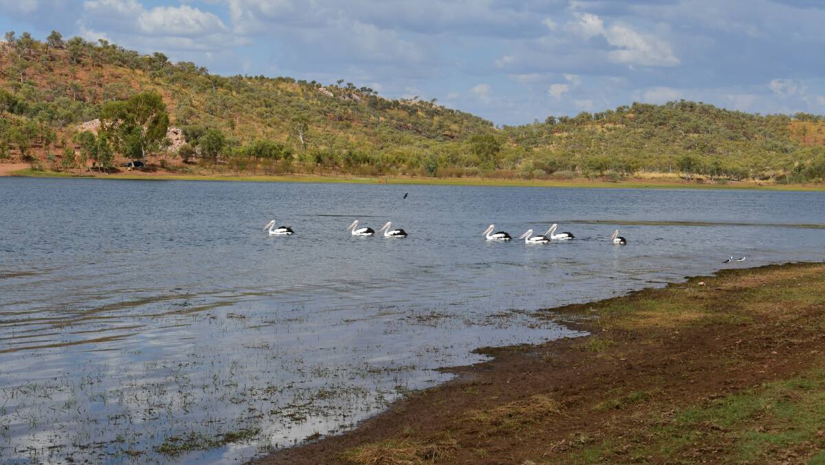 PEACEFUL: A squadron of pelicans out for a paddle on a warm afternoon at Lake Moondarra. Photo: Derek Barry