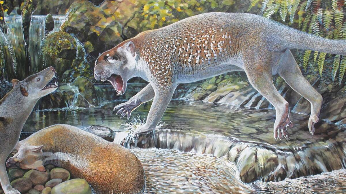 Reconstruction of Wakaleo schouteni challenging a thylacinid over a kangaroo carcass at Riversleigh (illustration by Peter Schouten).