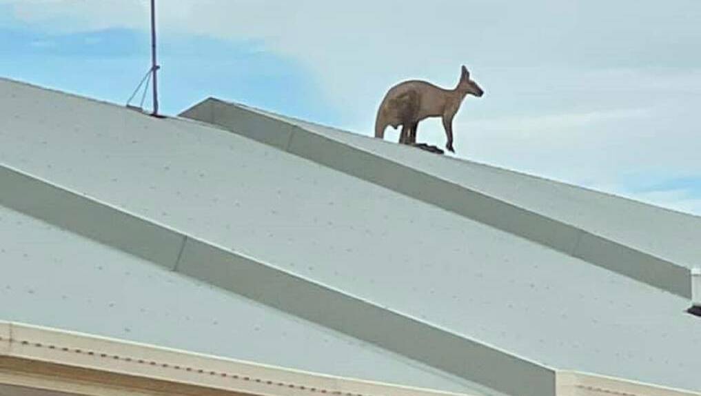  Roo on a Mount Isa roof. Photo: Paws, Hoofs, Claws