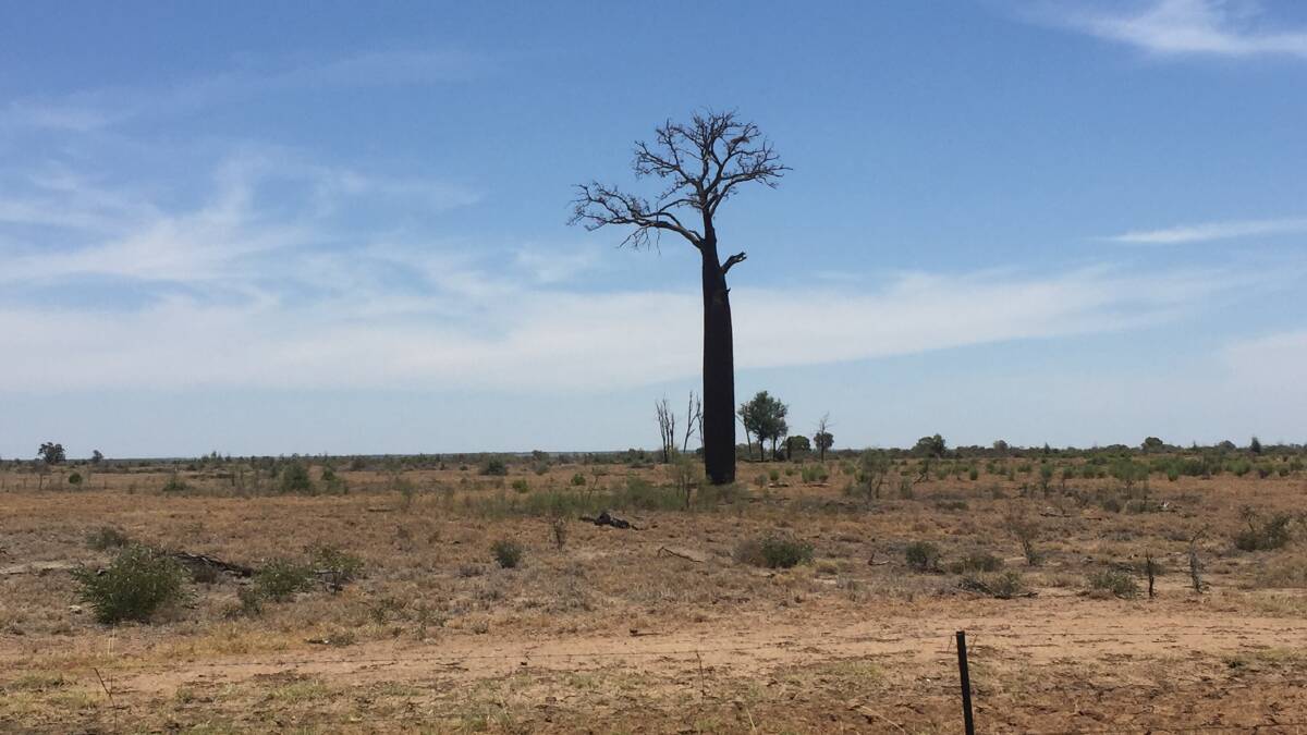 LONE PINING: This solo Queensland bottle tree was spotted in a drought-ridden paddock between Augathella and Tambo. Photo: Derek Barry