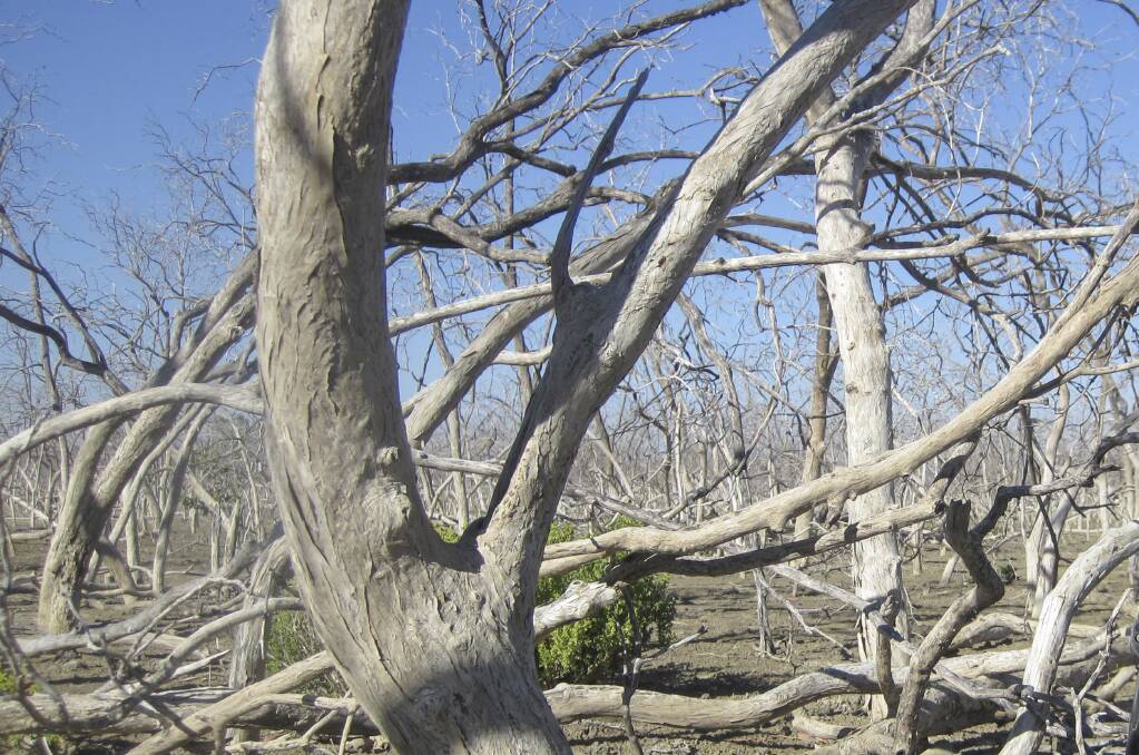 New research shows that mangrove forests that died along the coast of the Gulf of Carpentaria have been emitting methane eight times the normal level.