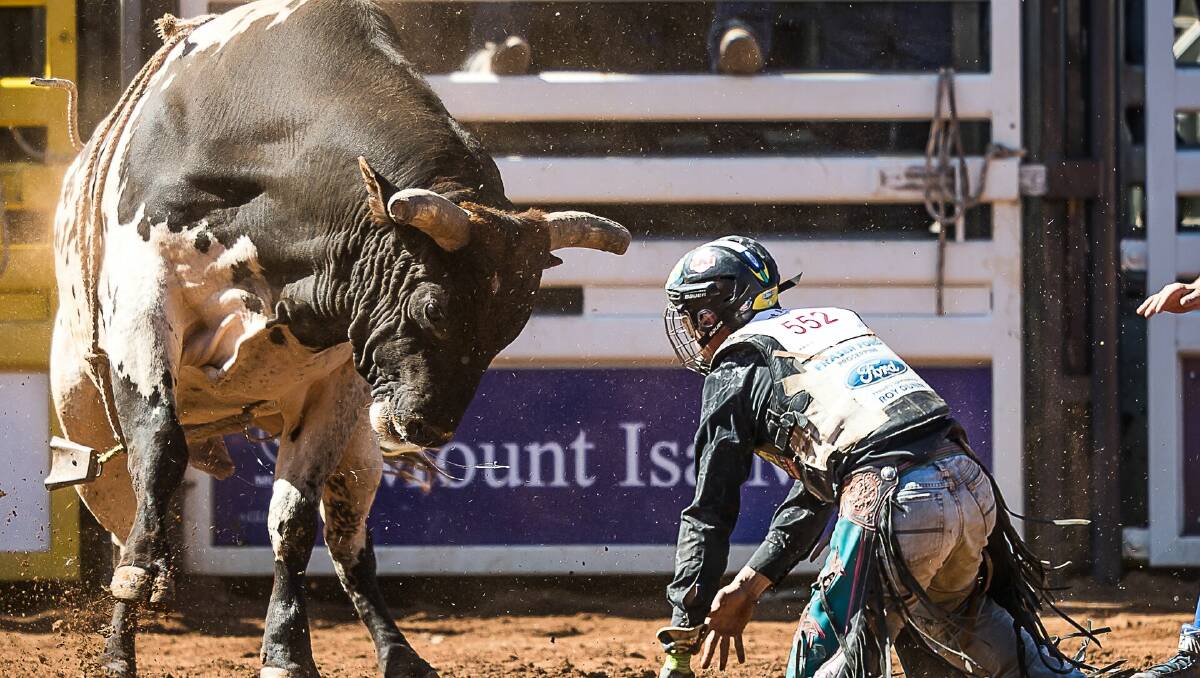 EYE TO EYE: Possibly the best photo of the weekend. Roy Dunn and Blossom stare each other out after Dunn's winning bull ride. Photo: Stephen Mowbray Photography