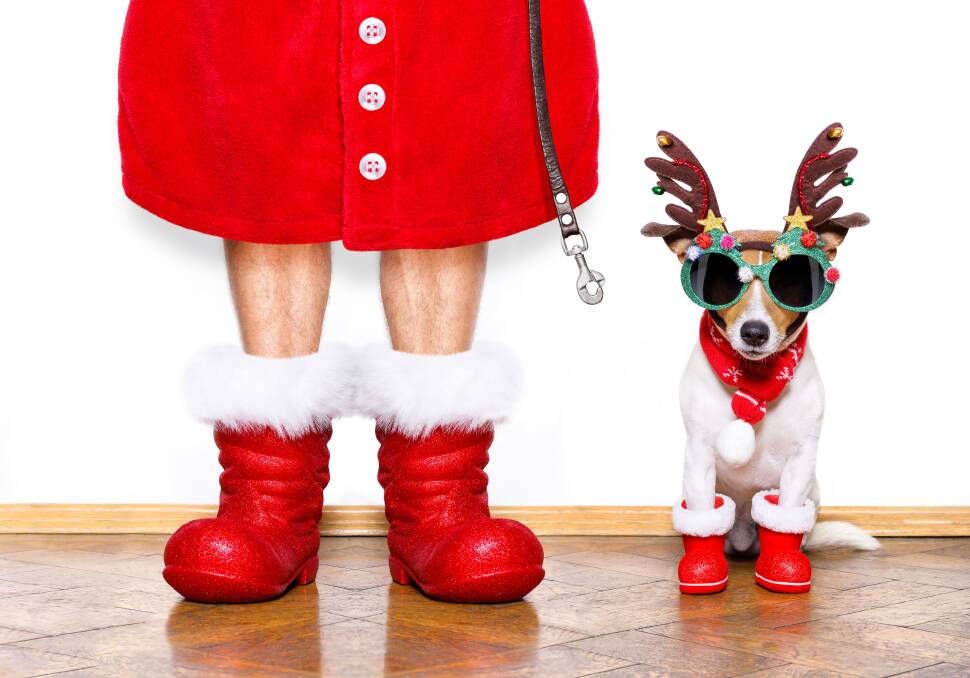 A Christmas gift guide for your pet | Trending