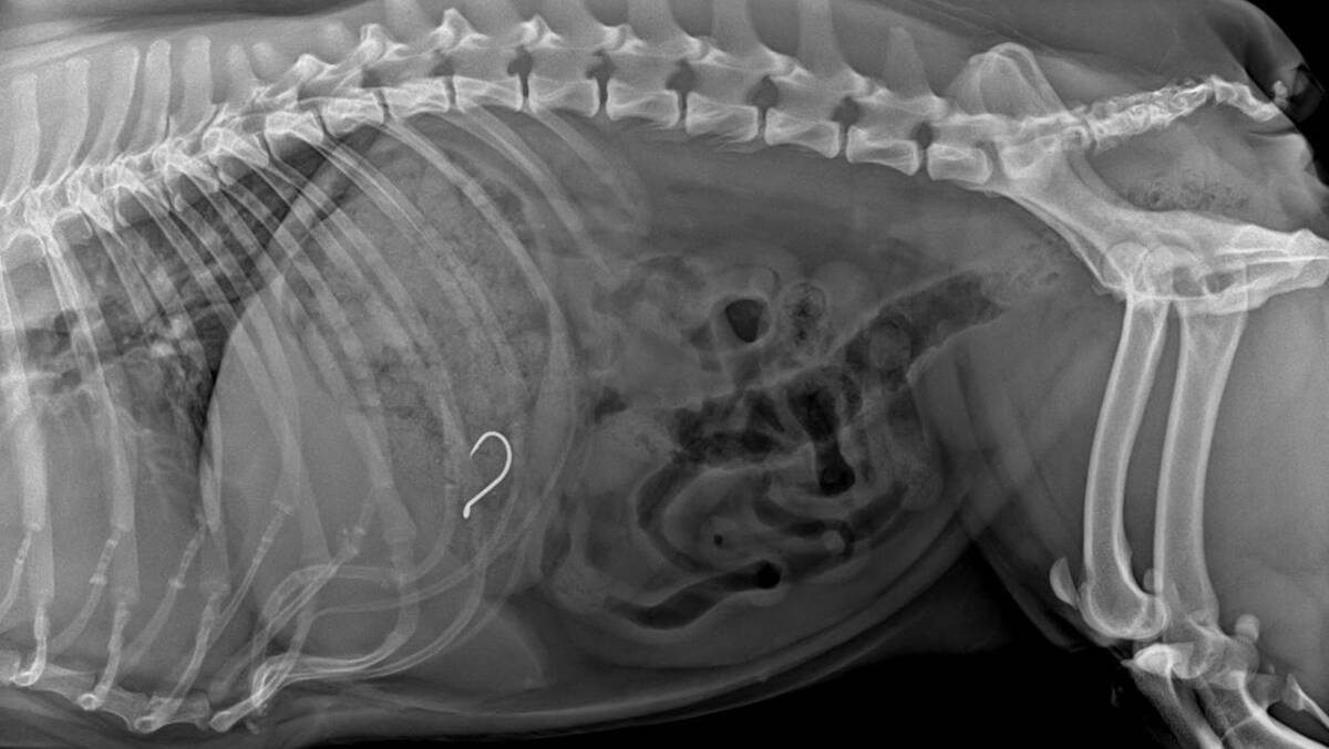 Pet safety alert: Pet French bulldog's caught with fish hook