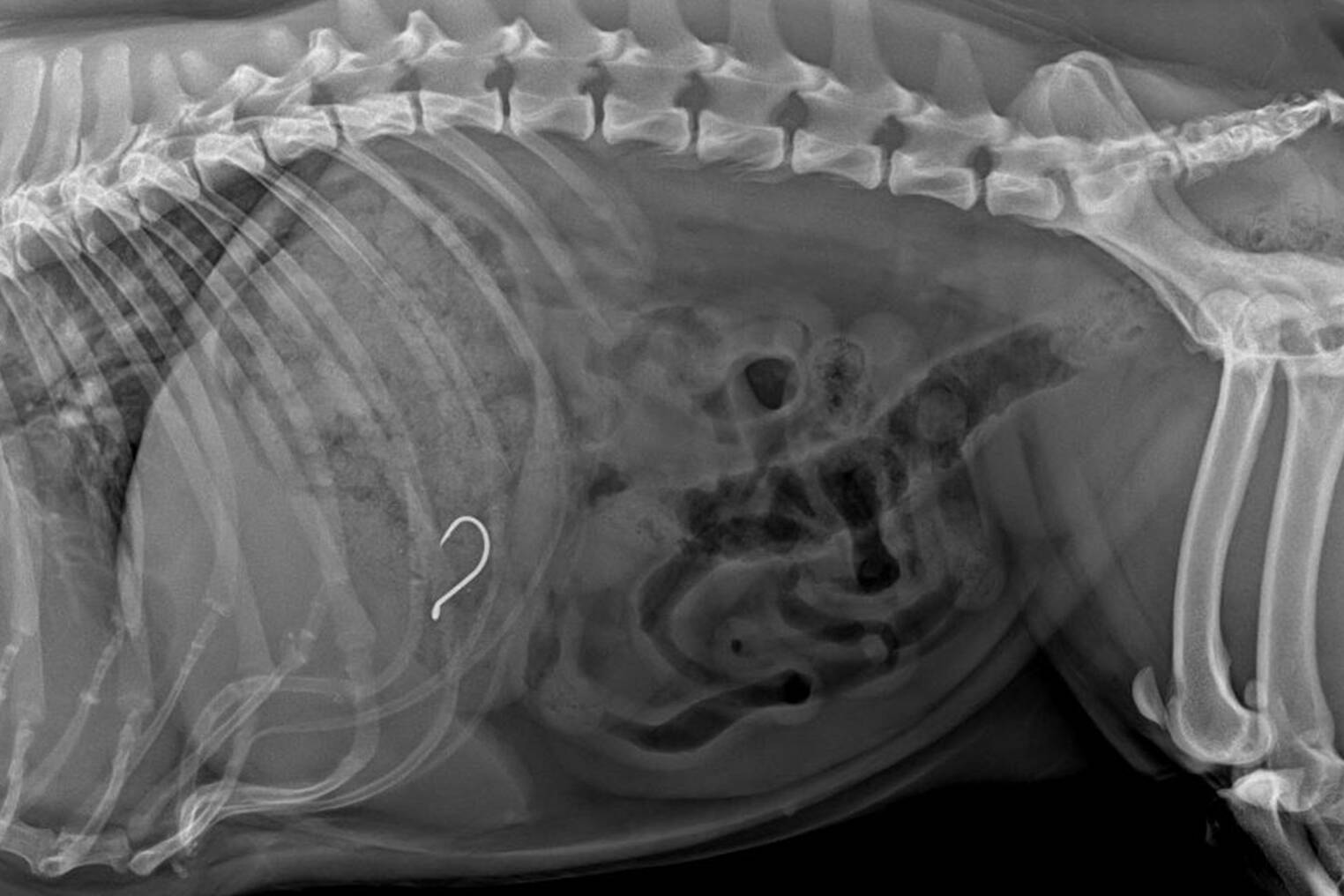Pet safety alert: Pet French bulldog's caught with fish hook, The North  West Star
