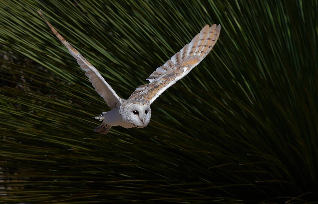 NIGHT FLIGHT: A barn owl looking for prey. Photo Tim Van Leeuwen