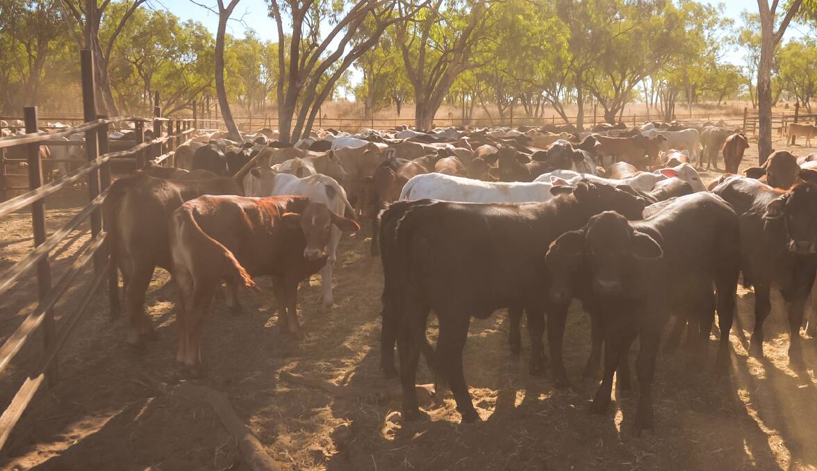 Cattle Council says they will keep working to ensure that when consumers seek out an ethically sustainable source of protein, they know that nothing beats Australian beef.