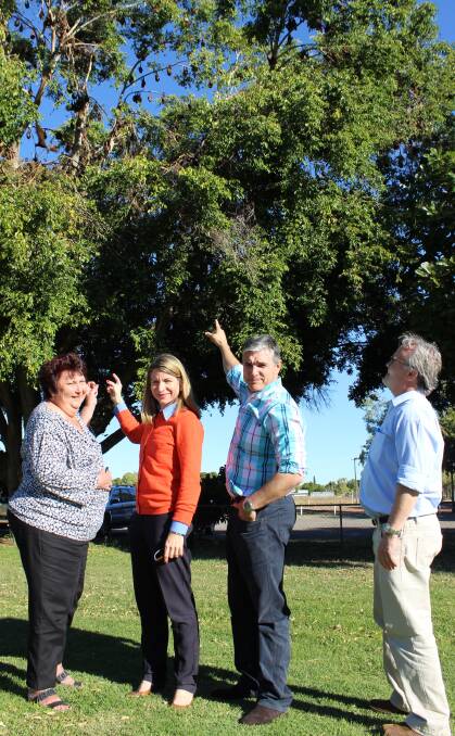 FLYING: Mount Isa City Councillor Jean Ferris, Mayor Joyce McCulloch, State Member for Mount Isa Robbie Katter and Director, Wildlife Management at Department of Environment and Heritage Protection, Lindsay Delzoppo discuss the issue of flying foxes at the Mount Isa cemetery.