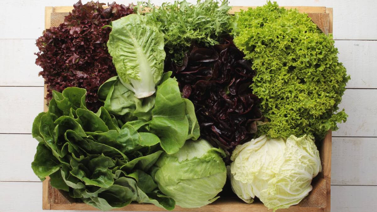 Lettuce is a good place to start if you've been thinking about growing your own vegies. Picture: Shutterstock.