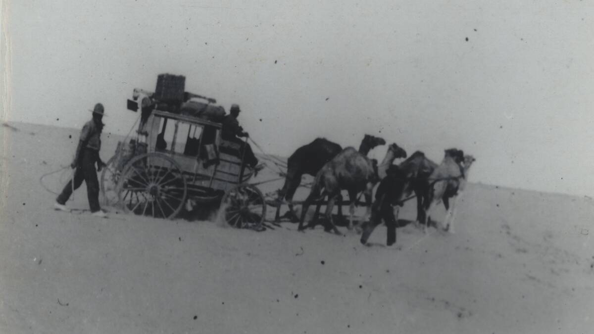 Camels were used to transport mail and supplies to the Arrabury cattle station. 