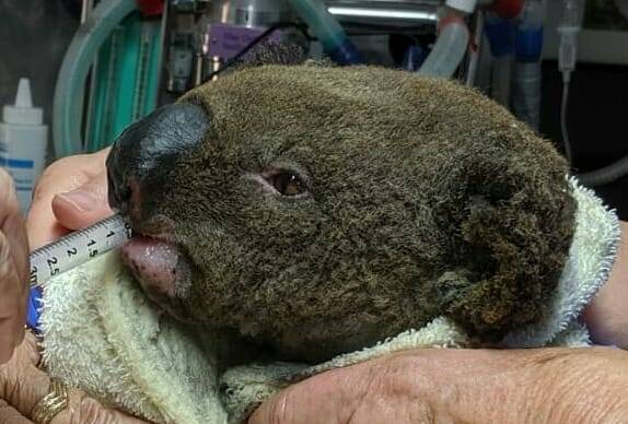 TRAGIC LOSS: Paul being treated at the Port Macquarie Koala Hospital. Photo: Supplied.