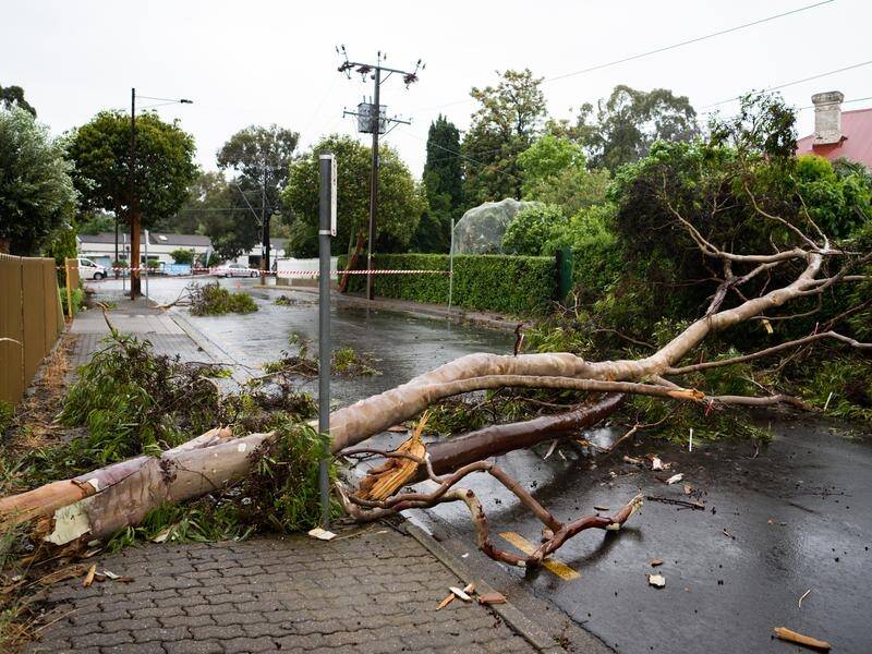 SA's power provider is racing to reconnect homes after the state was lashed by wild weather. (Morgan Sette/AAP PHOTOS)