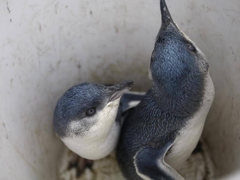 Thousands of two little blue penguins, similar to these, have washed up dead on New Zealand's coast.