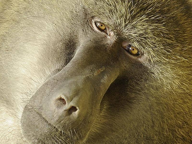 Three baboons are back in custody after a breakout from the RPA hospital in Sydney's inner west.