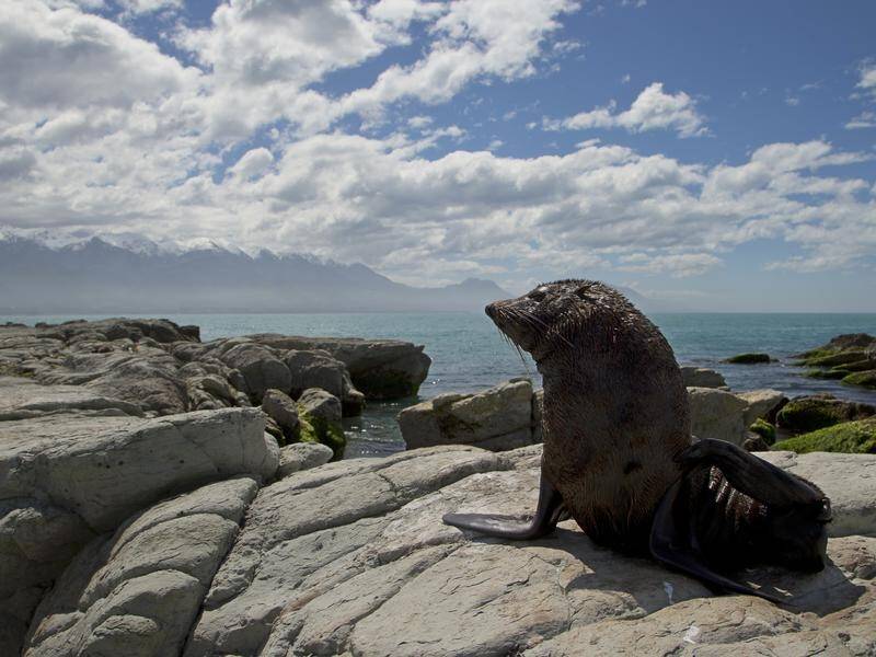 Kaikoura is one of several New Zealand locations which charted their hottest year in 2019.