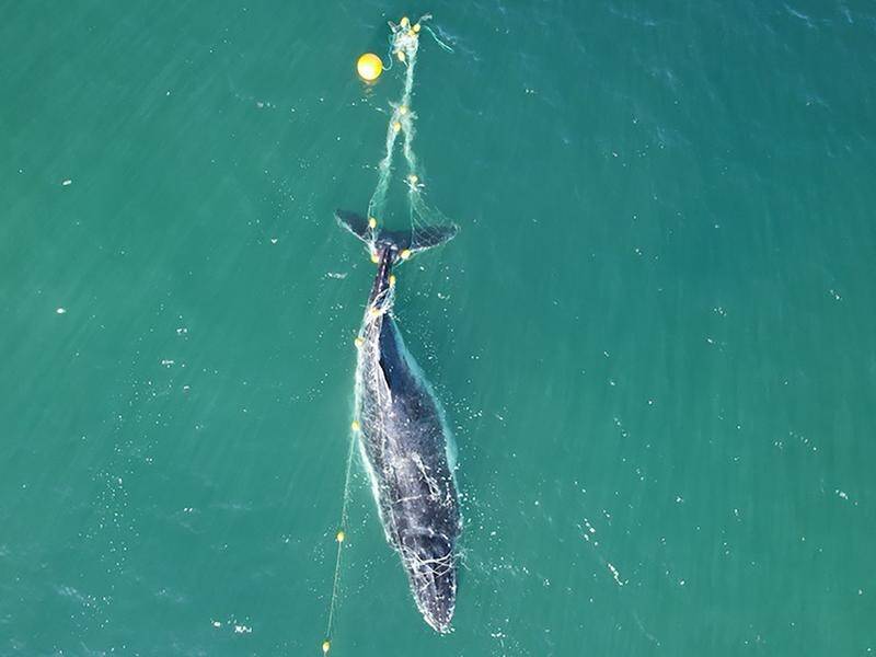 Political showdown looms for 'wall of death' shark nets