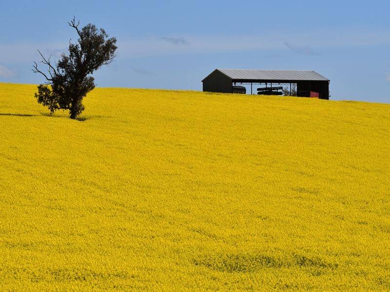 Canola producers are cashing in on world prices and excellent planting conditions in WA and NSW.