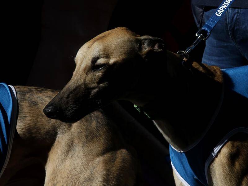 The Tasmanian government says it takes the welfare of racing animals, including dogs, seriously (Danny Casey/AAP PHOTOS)