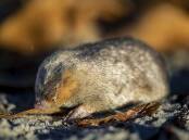 The De Winton's golden mole has been found on a beach on the west coast of South Africa. (AP PHOTO)