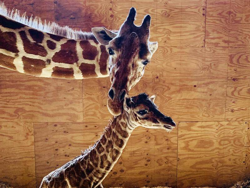 April the Giraffe has given birth to a healthy male calf at a New York Zoo.