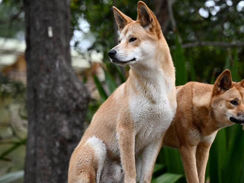 Dingo DNA study shows most of the Victorian dingoes are pure bred
