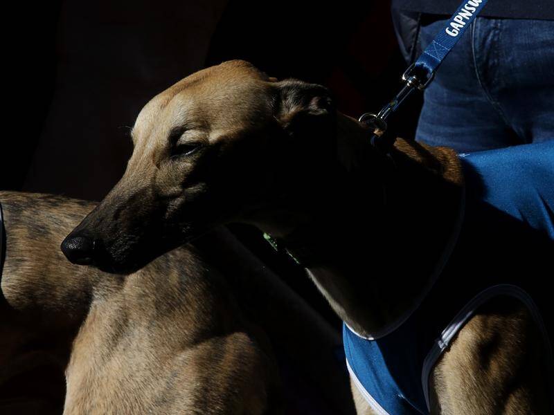 Greyhounds entering Victoria are being quarantined over a canine coronavirus outbreak.