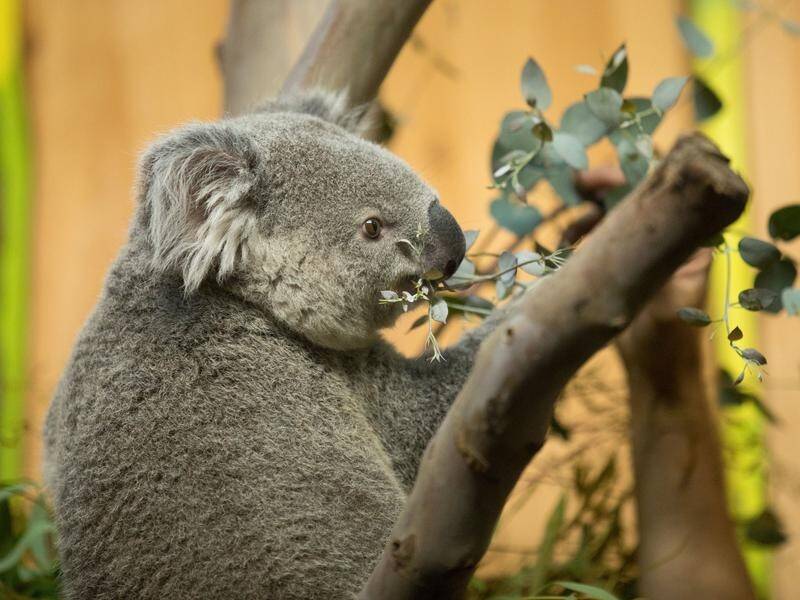 A Queensland university says gene diversity in koalas will be key to their survival.