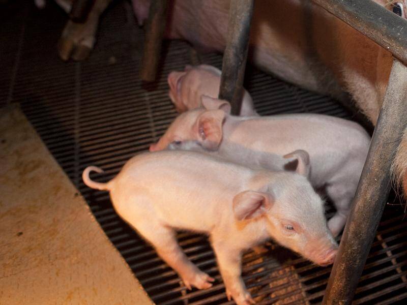 The bludgeoning of piglets has been detailed at a Victorian parliamentary inquiry (file photo). (HANDOUT/ANIMAL LIBERATION)