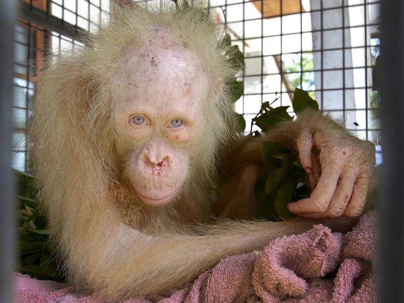 Alba, the world's only albino orangutan has been released into the wild in Indonesia.