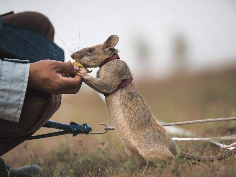 Giant rat Magawa has been given a medal for its mine detecting work in Cambodia.