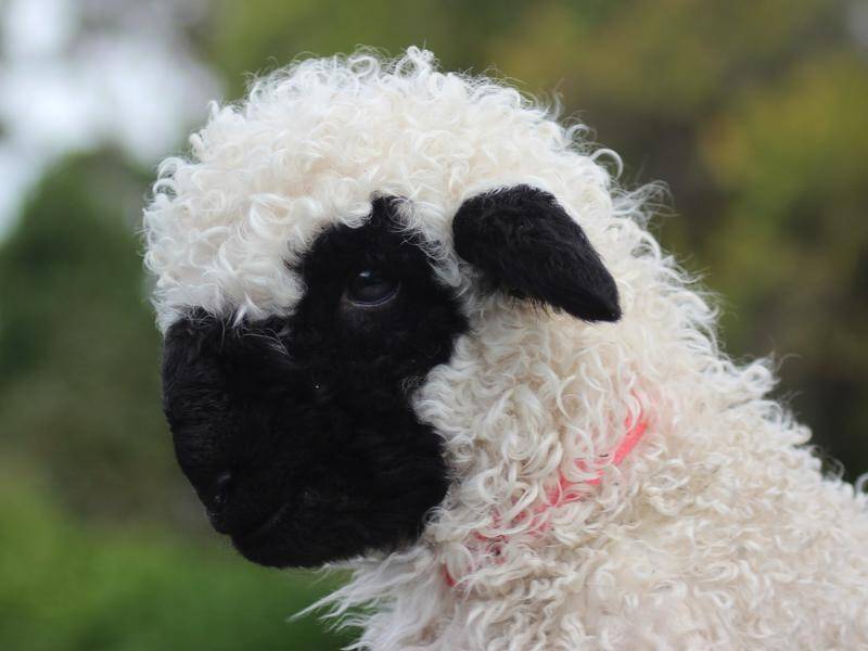 The Valais Blacknose breed are known as the world's cutest sheep.