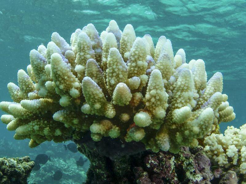 Coral species are migrating south in search of cooler waters as sea temperatures rise.