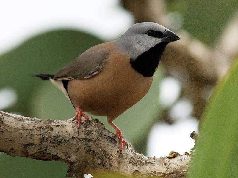 Lack of data on the black-throated finch is hurting prospects of a recovery plan for the species.