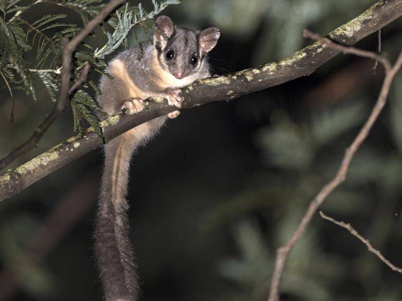 A court ruling aimed at protecting the endangered Leadbeater's possum has been overturned on appeal.
