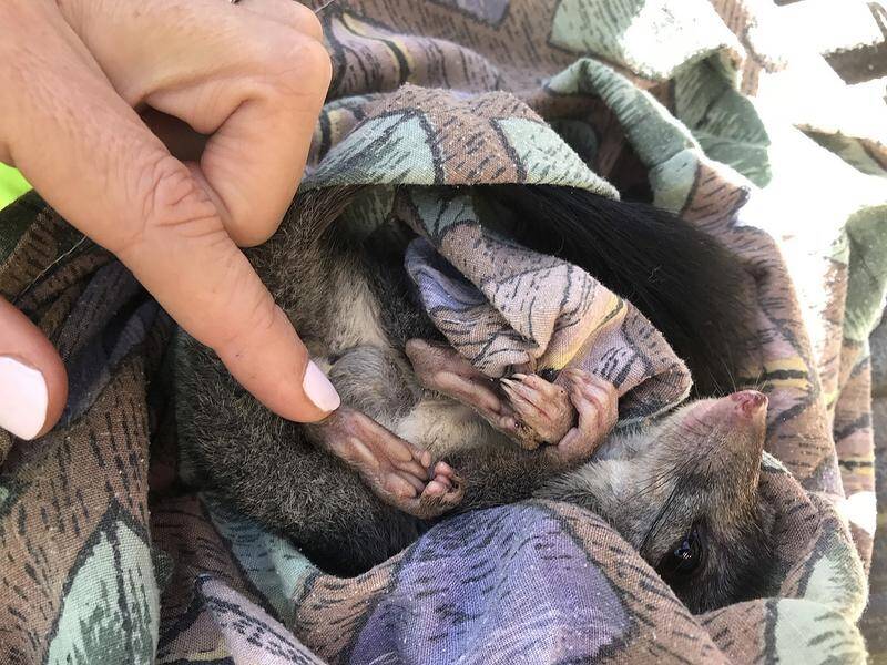 Vulnerable Brush-tailed Phascogale, also known as a Tuan have been spotted near central Victoria.
