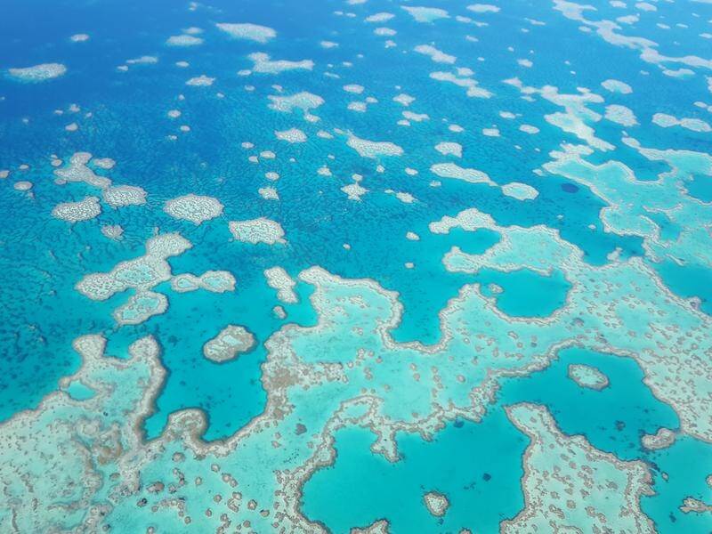 James Cook University fired a professor for criticising colleagues over Great Barrier Reef research.