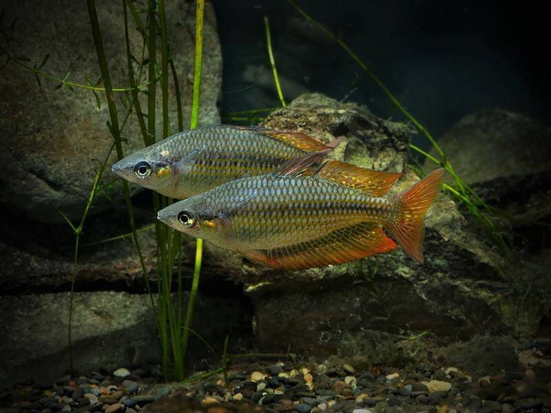 Climate may have 'big impact' on rainforest fish, The North West Star