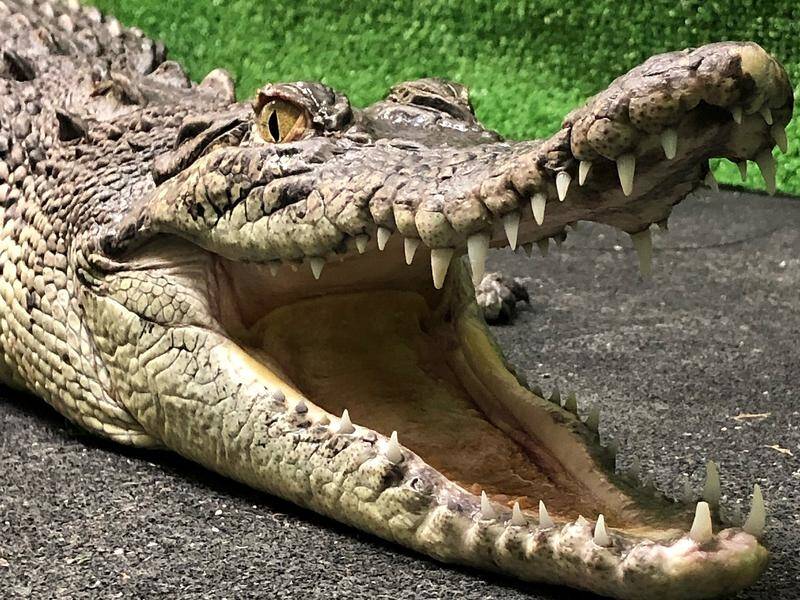 A man has been seriously wounded after being attacked by a crocodile in Cape York.