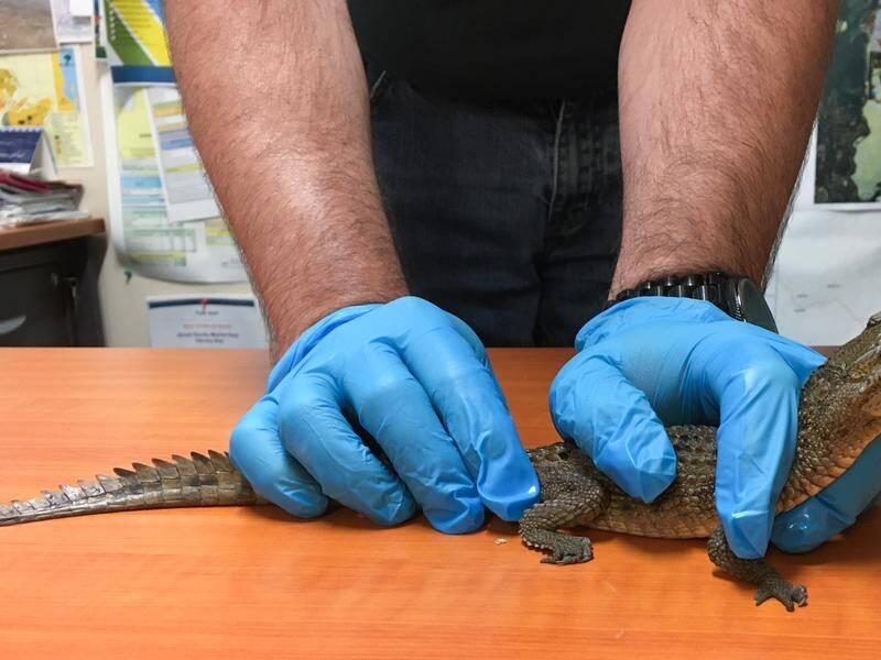 A baby freshwater crocodile taken from the wild was left at a zoo thousands of kilometres away.