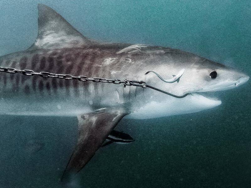 Non-lethal shark hooks 'won't work in Qld
