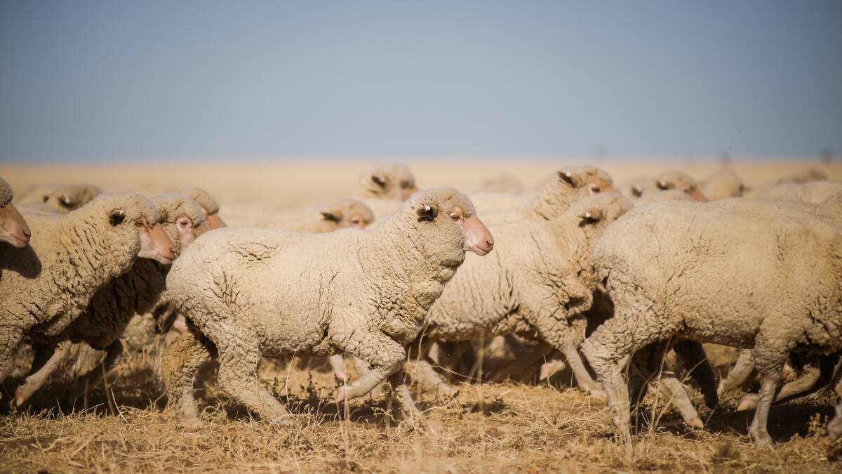 On Tuesday the Camara Station crew were busy shifting this mob of rising-two-year-old ewes to prepare for shearing. 