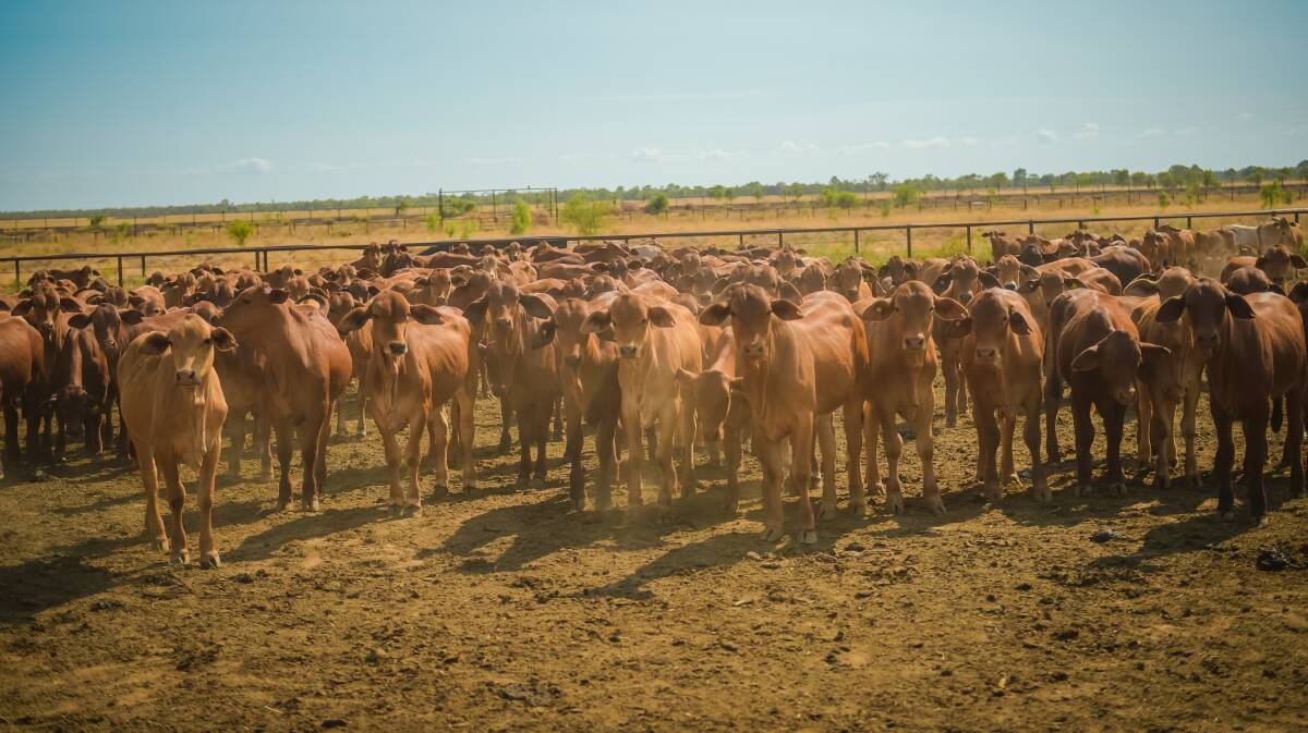 The weaners currently in the feedlot. 