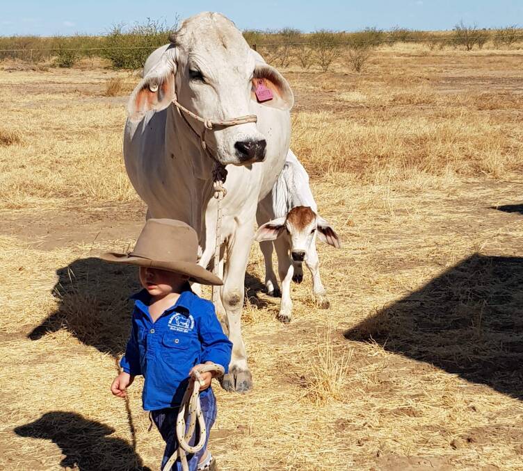 BACK IN THE LIMELIGHT: Clancy Webster, 2, with Beryl the Brahman and bull calf Bubba.