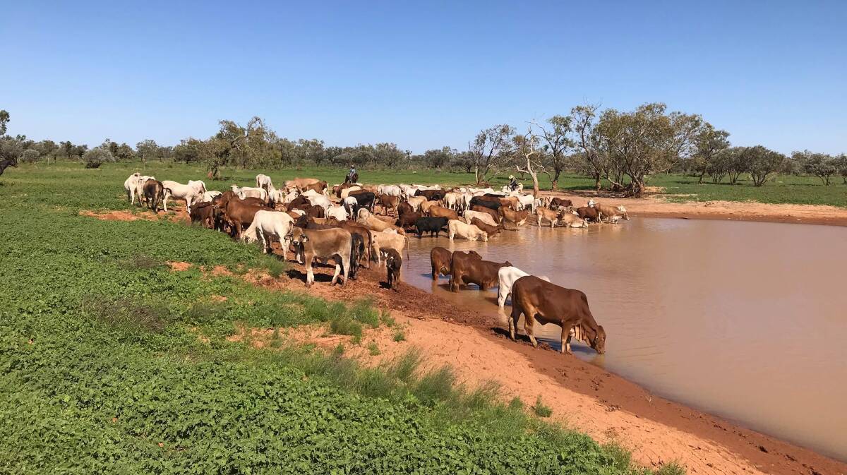 Roxborough Downs and Mudgereba are estimated to carry about 16,000 cattle.