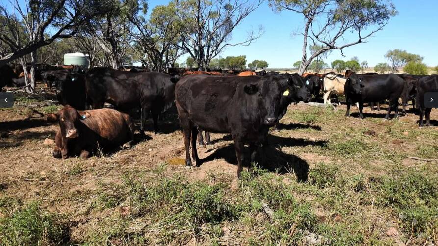 There will be 480 very good quality, two to nine year old Brangus/Angus cross PTIC cows offered with Perrone. 