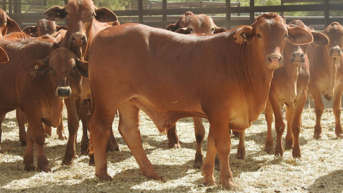 Nardoo will be offered with cattle and plant. 